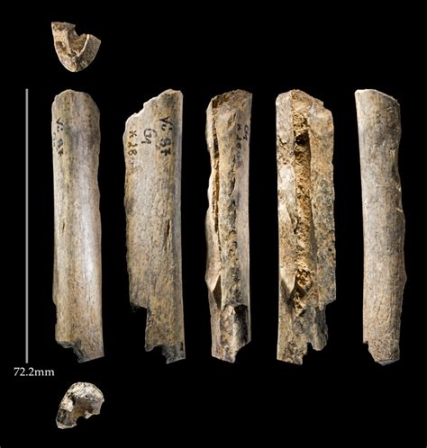 archaeology dating bone